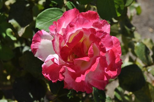 rose  blossom  flower