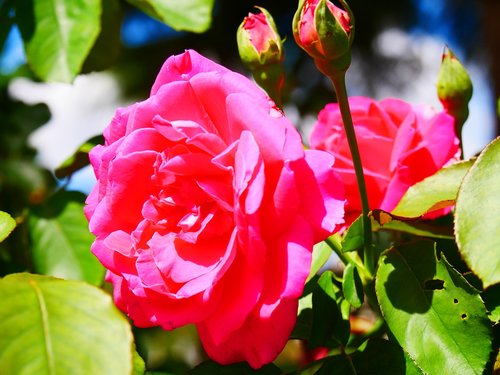rose  roses  flower