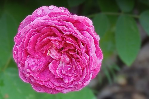 rose  drop of water  flower