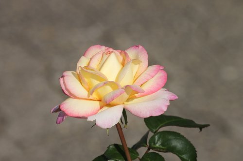 rose  pink  white