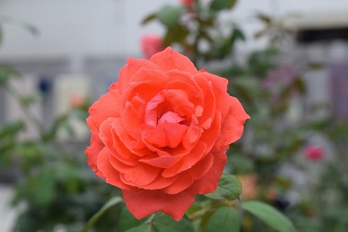rose  flower  red