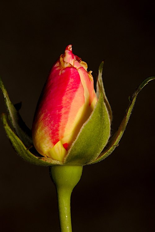 rose  macro  flower