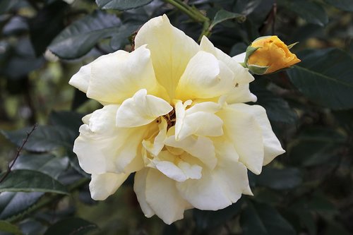 rose  yellow  blossom