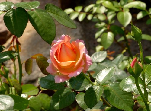 rose  flower  summer