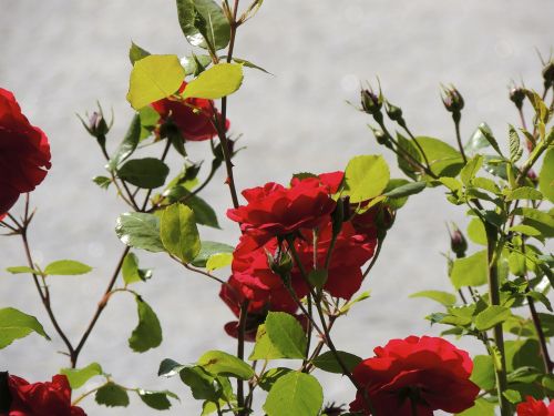 rose flowers flower
