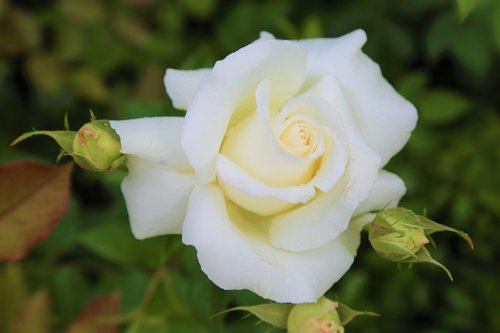 rose  beyazgul  nature