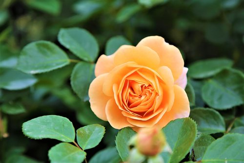 rose  sarıgül  nature