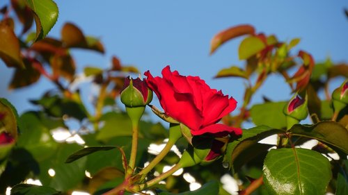 rose  flower  rose red