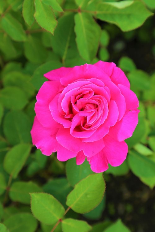 rose  pink roses  gulpembe