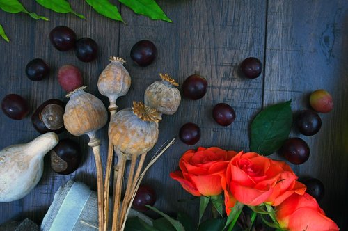 rose  poppy  dried plant