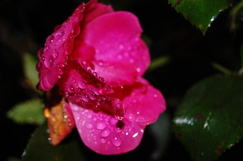 rose  depression  rain