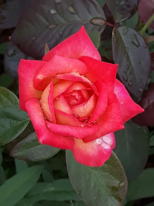 rose  flowers  red