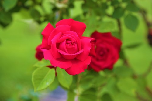 rose  nature  flower