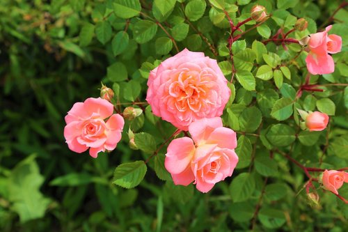 rose  nature  roses