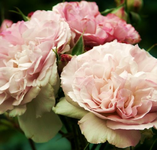 rose rose bloom fragrance