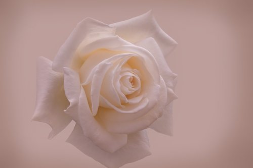 rose  white  close up
