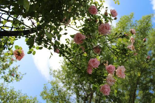 rose bush rose bloom