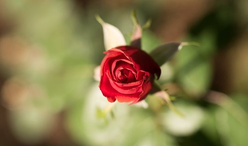rose  flower  plant