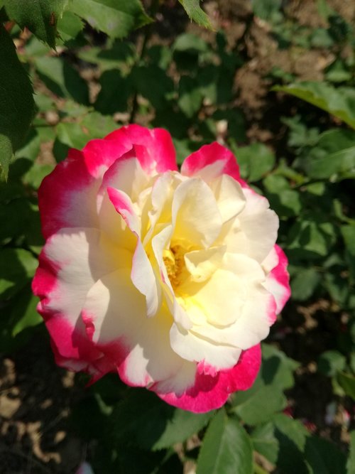 rose  pink  white