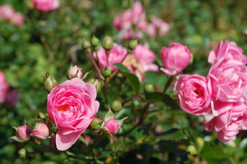 rose  nature  garden