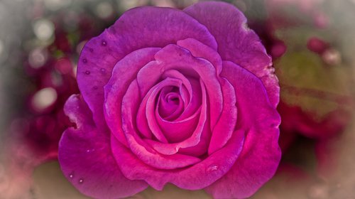 rose  greeting card  violet