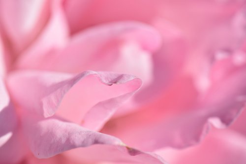 rose  pink  petals