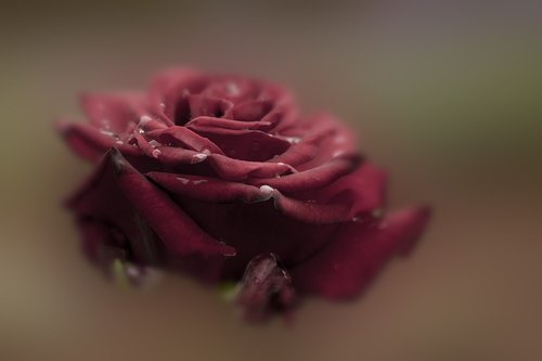 rose  red  flower