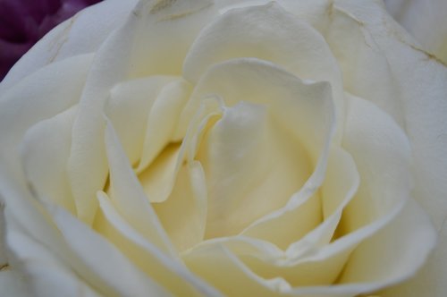 rose  white  bloom