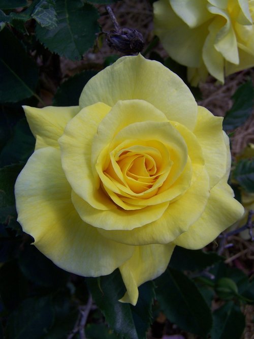 rose  yellow  bloom