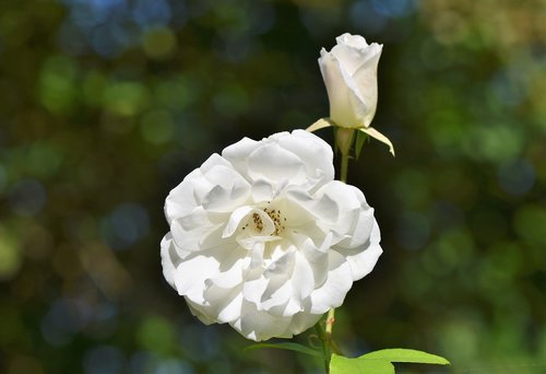 rose  rose bloom  bud