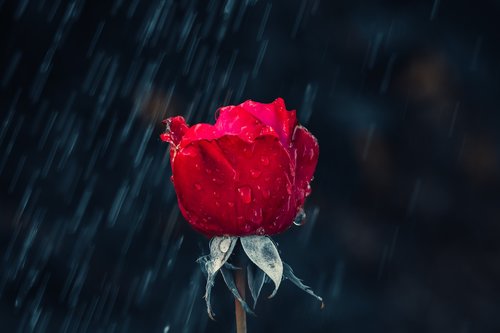 rose  red  drip