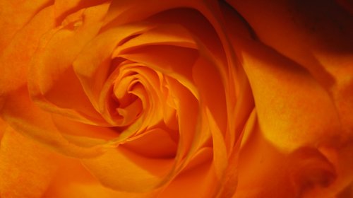 rose  flower  orange