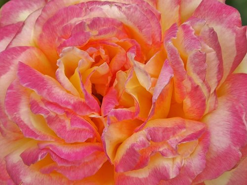 rose  pink-yellow  blossom