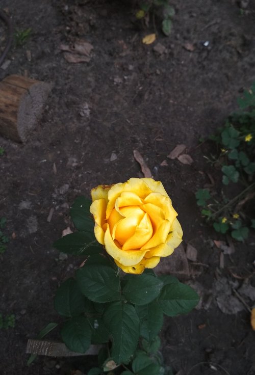 rose  yellow  flower