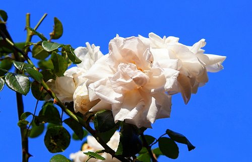 rose  pink  flower