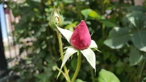 rose  garcia  spring