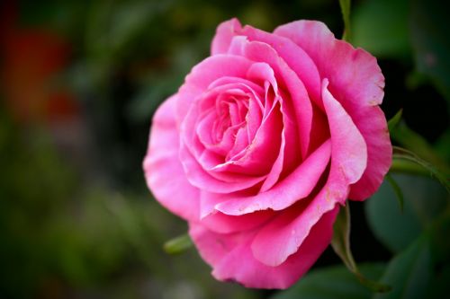 rose flower cerise love