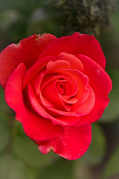 rose  red  sweet romance