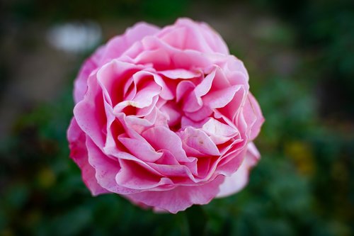 rose  rose bloom  close up