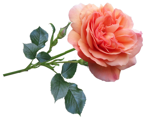rose  fragrant  perfume