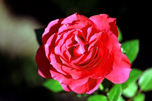 rose  red  blossom