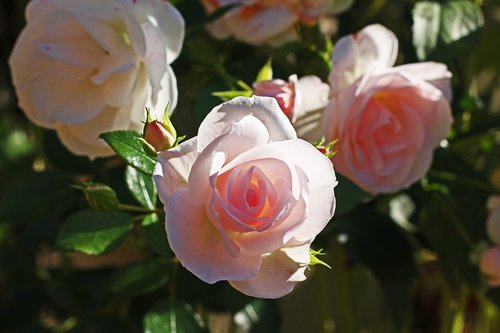 rose  asperin rose  tender