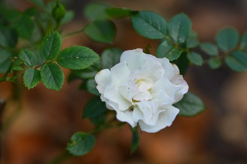 rose  white  roses