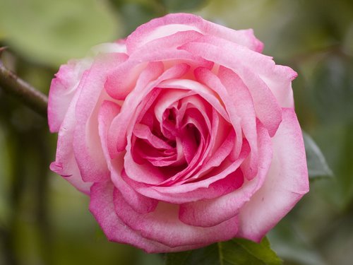 rose  pink  flower