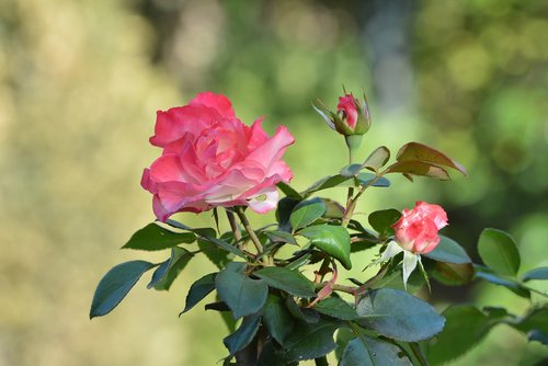 rose  flower  autumn