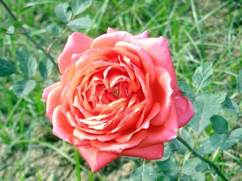 rose flower nature