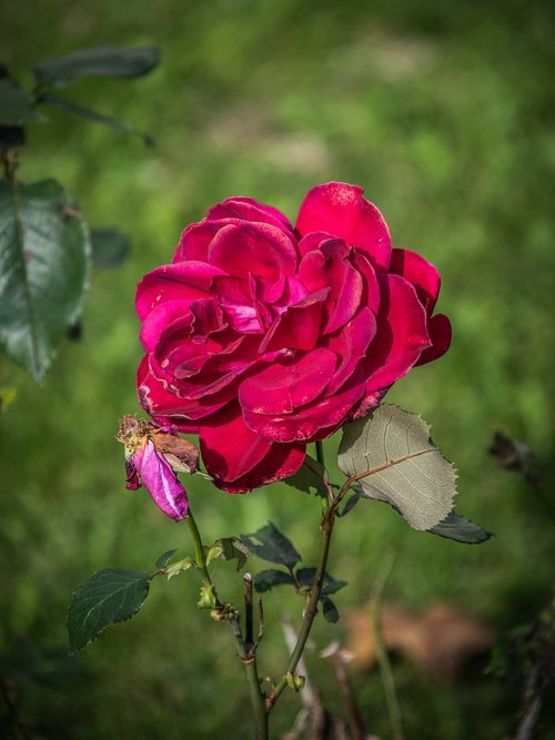 rose  drooping  flower