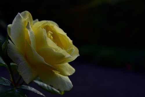 rose  yellow  blossom