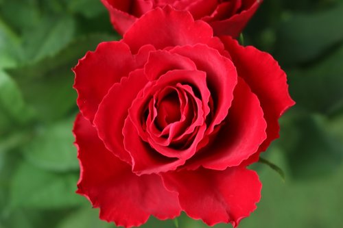 rose  nature  flower