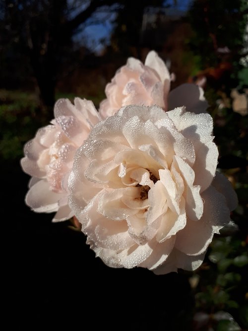 rose  white  rosa